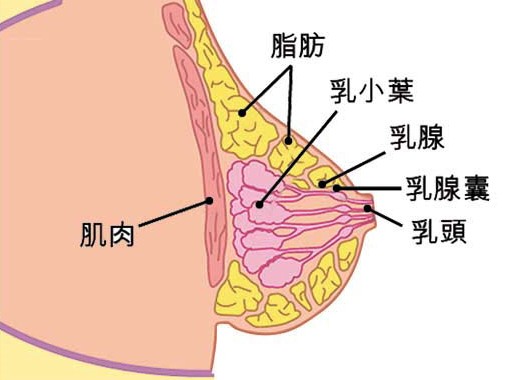 鷿